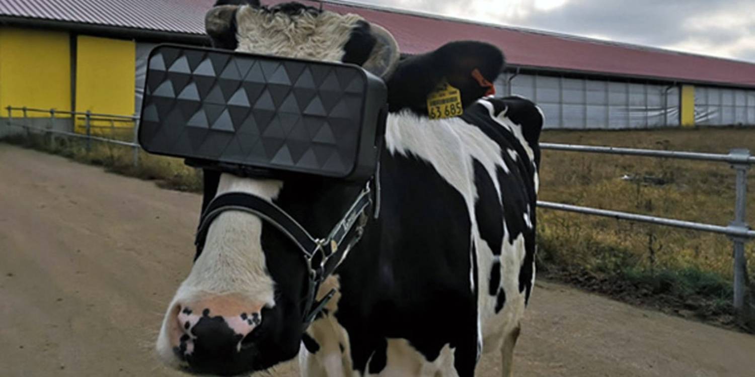 The Russians Created the First VR Glasses for Cows!